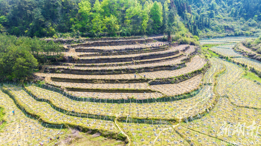 罗汉果种植助农增收