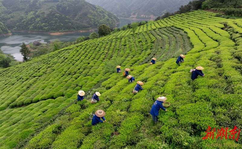 凤凰岛上茶香飘