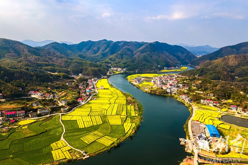 油菜花开春意浓